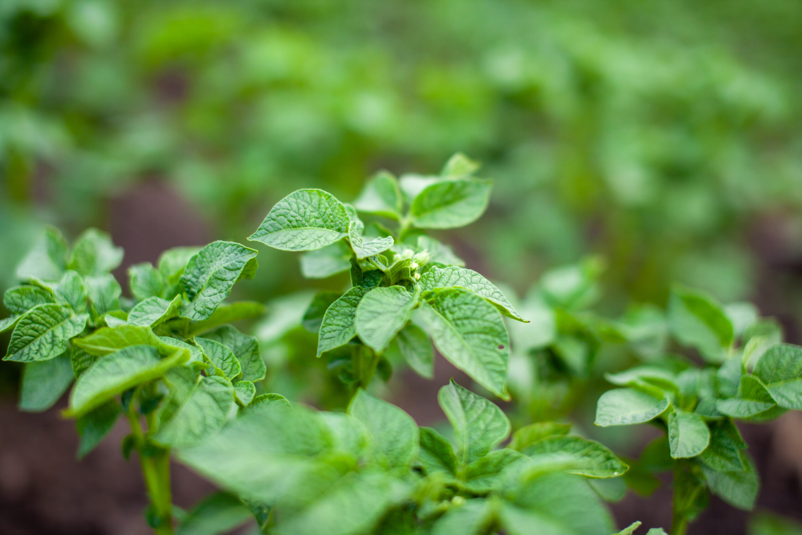 Rows of potatoes in the home garden. Preparation for harvesting. potato plants in rows on a kitchengarden farm springtime with sunshine. Green field of potato crops in a row. Agriculture. Growing of potato.