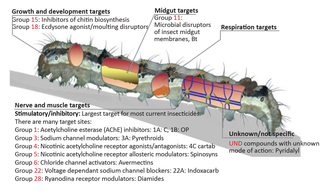 Different target sites for controlling potato tuber moth