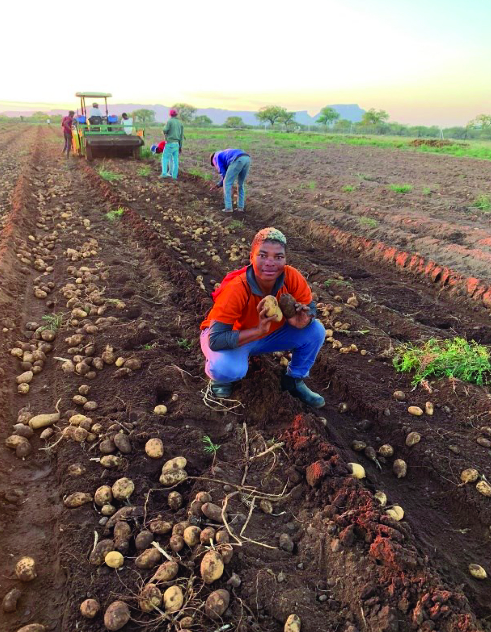 Cynthia Mokgobu harvesting potatoes on her farm.