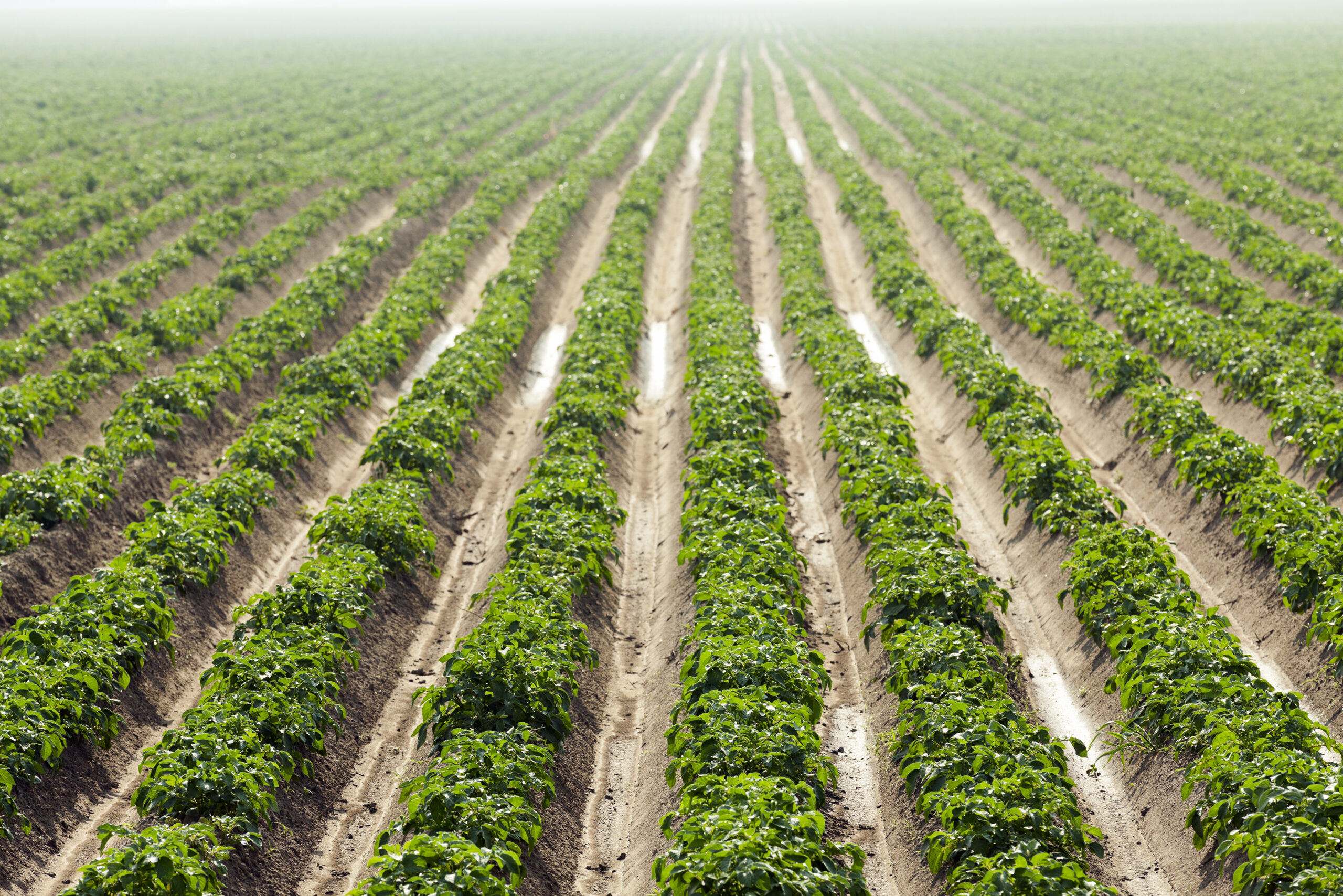 Agricultural field on which grows green potatoes. summer time