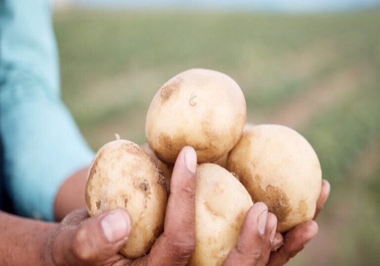 Person holding potatoes on the field